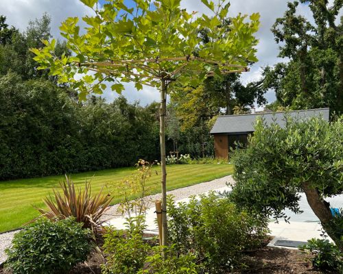 autumn garden tasks